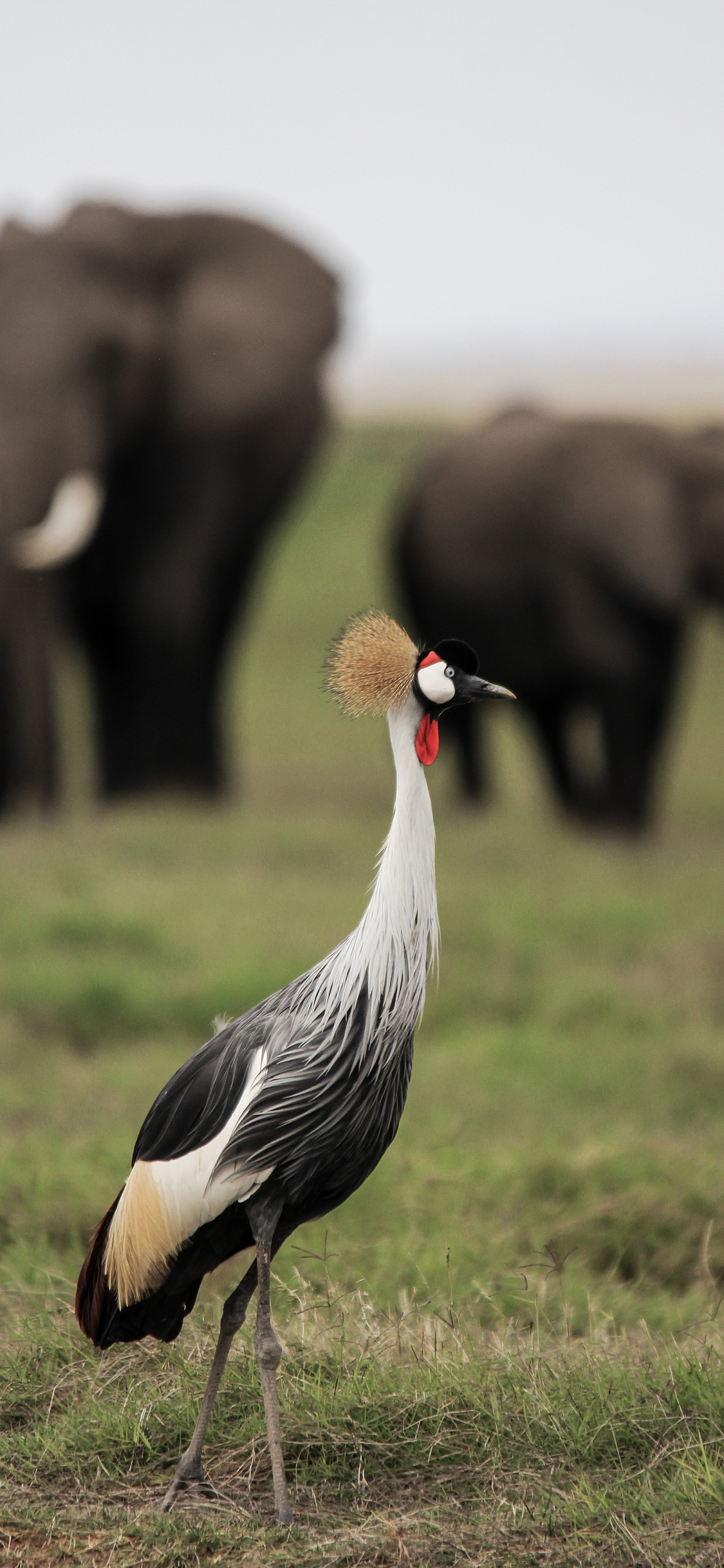 [2436×1125]冠鹤 草地 羽毛 鸟类 苹果手机壁纸图片