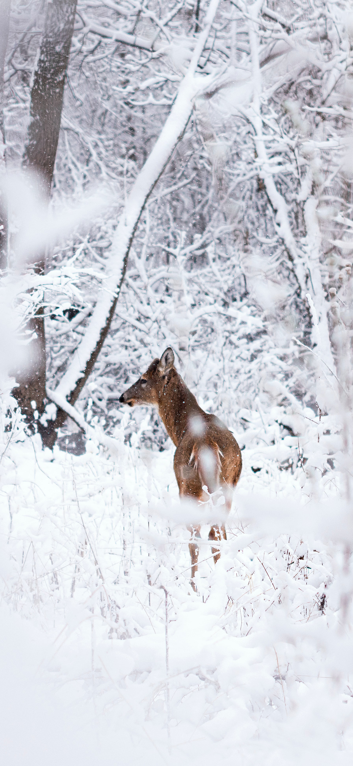 [2436×1125]冬季 雪地 小鹿 雪花 苹果手机壁纸图片