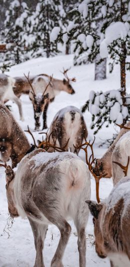 [2436x1125]冬季 雪地 驯鹿 鹿群 苹果手机壁纸图片