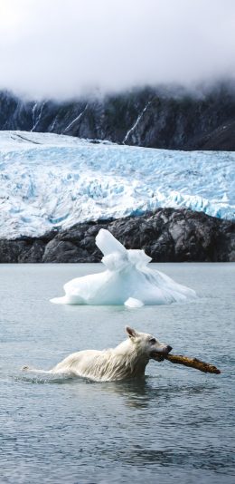 [2436x1125]冰川 河流 狗 木头 苹果手机壁纸图片