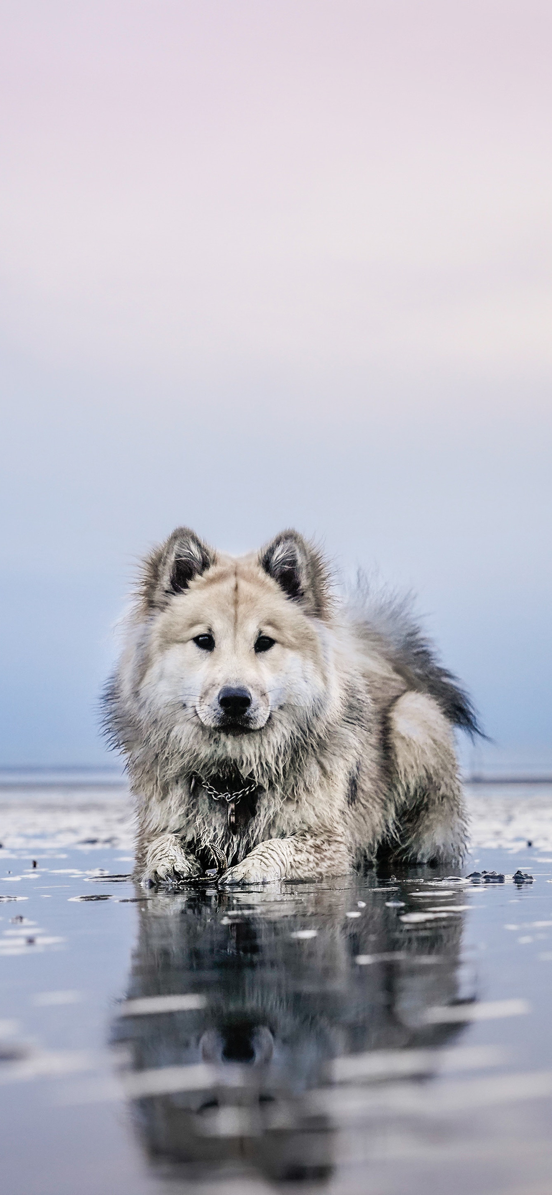 [2436×1125]冰面 雪橇犬 阿拉斯加犬 苹果手机壁纸图片