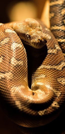 [2436x1125]冷血 蛇 爬行 盘绕 苹果手机壁纸图片