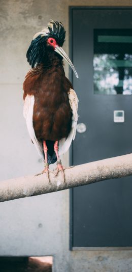 [2436x1125]凤头林鹮鸟类 站立 羽毛 树干 苹果手机壁纸图片