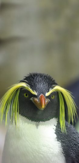 [2436x1125]凤头黄眉企鹅 鸡冠头 金黄色翎毛 苹果手机壁纸图片