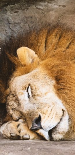 [2436x1125]凶猛 休憩 狮子 森林之王 苹果手机壁纸图片