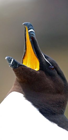 [2436x1125]刀嘴海雀 鸟类 黑白 小企鹅 苹果手机壁纸图片