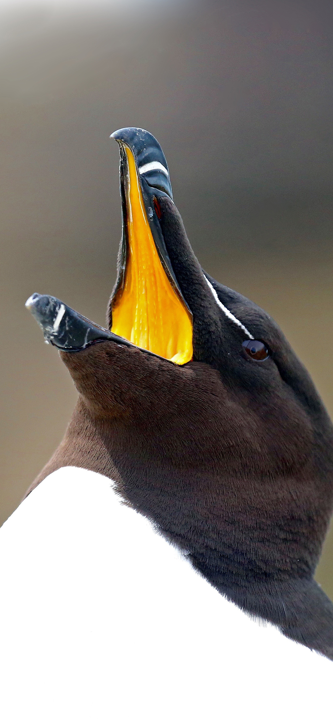[2436×1125]刀嘴海雀 鸟类 黑白 小企鹅 苹果手机壁纸图片