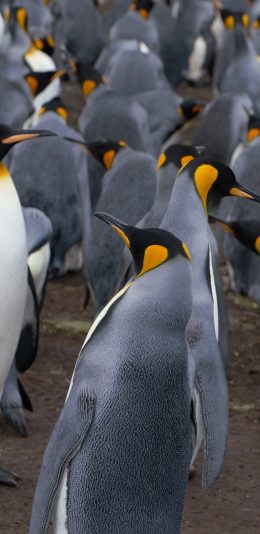 [2436x1125]切 种群 群落 行走 苹果手机壁纸图片