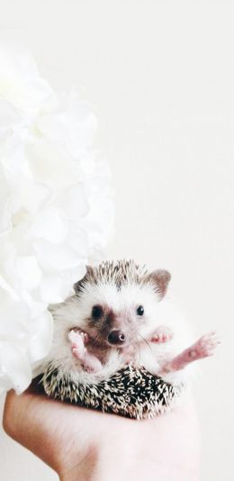 [2436x1125]刺猬 动物 宠物  可爱 苹果手机壁纸图片