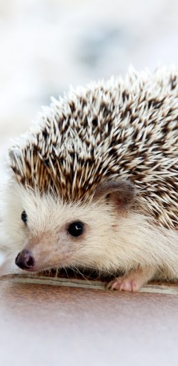 [2436x1125]刺猬 可爱 萌 苹果手机壁纸图片