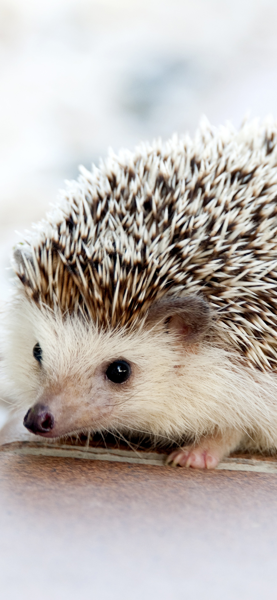 [2436×1125]刺猬 可爱 萌 苹果手机壁纸图片