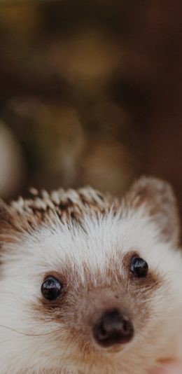 [2436x1125]刺猬 宠物 皮毛 苹果手机壁纸图片