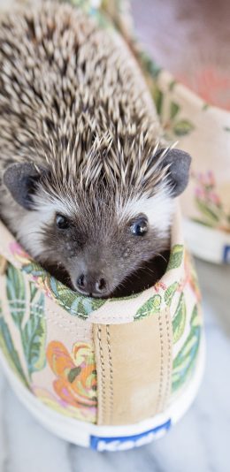 [2436x1125]刺猬 宠物 鞋 色彩 苹果手机壁纸图片