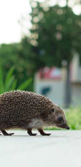 [2436x1125]刺猬 宠物 饲养 室外 苹果手机壁纸图片