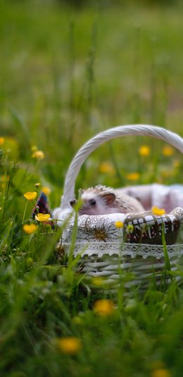 [2436x1125]刺猬 草地 竹篮 宠物 苹果手机壁纸图片