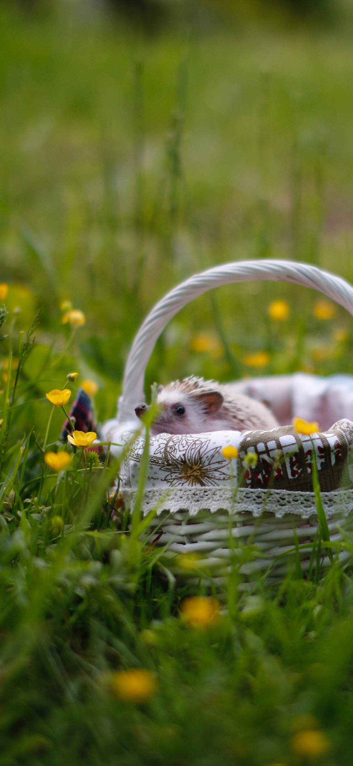 [2436×1125]刺猬 草地 竹篮 宠物 苹果手机壁纸图片