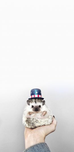 [2436x1125]刺猬 魔术帽 可爱 迷你 手 苹果手机壁纸图片