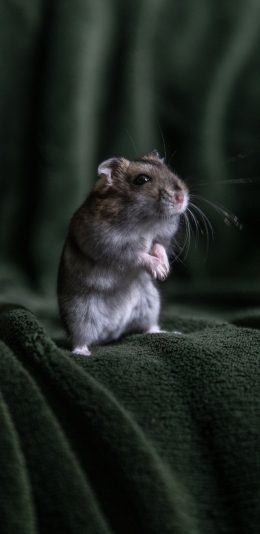 [2436x1125]动物 仓鼠 毛毯 老鼠 苹果手机壁纸图片