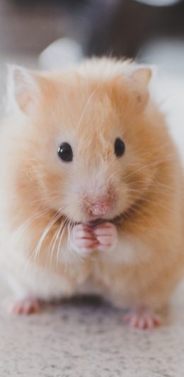 [2436x1125]动物 可爱 仓鼠 宠物 小鼠 苹果手机壁纸图片