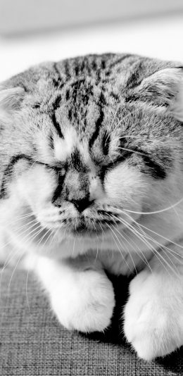 [2436x1125]动物 宠物 睡眠 猫 可爱 苹果手机壁纸图片