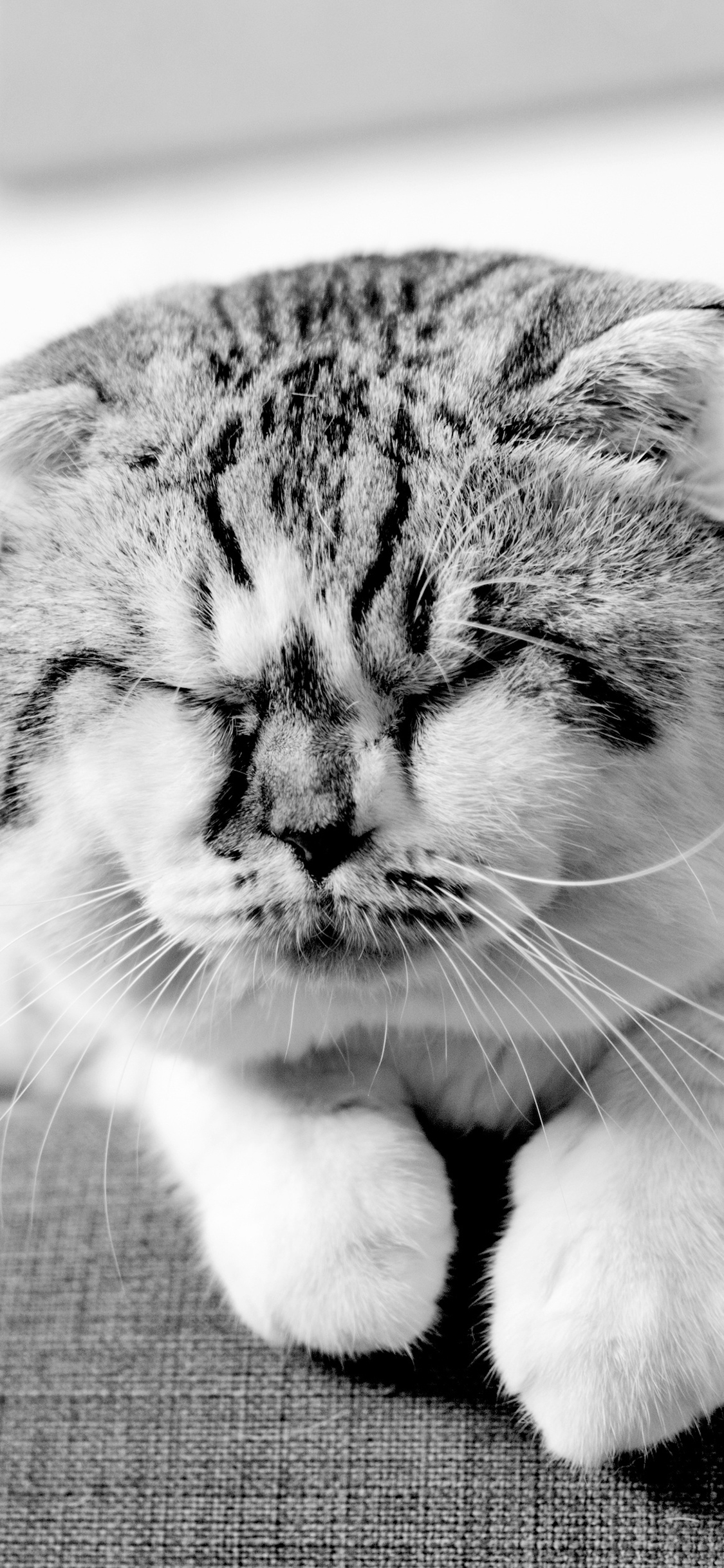 [2436×1125]动物 宠物 睡眠 猫 可爱 苹果手机壁纸图片