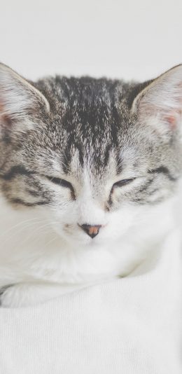 [2436x1125]动物 猫 可爱 喵星人 萌宠 苹果手机壁纸图片