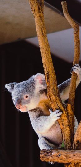 [2436x1125]动物 考拉 爬行呆萌 苹果手机壁纸图片