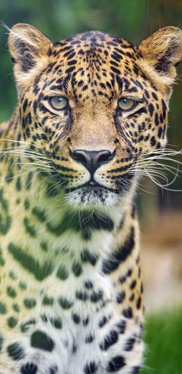 [2436x1125]动物 豹 户外 皮毛 肉食动物 苹果手机壁纸图片