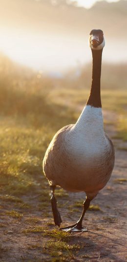 [2436x1125]动物 鹅 户外  草地 奔跑 苹果手机壁纸图片
