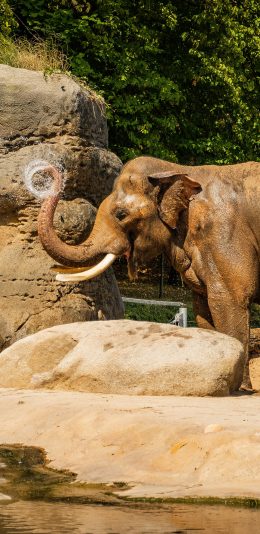 [2436x1125]动物园 大象 象牙 庞大 苹果手机壁纸图片