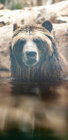 [2436x1125]动物园 池塘 棕熊 泡澡 苹果手机壁纸图片
