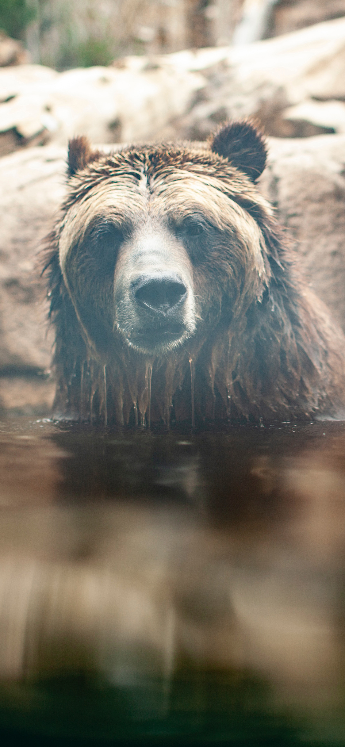 [2436×1125]动物园 池塘 棕熊 泡澡 苹果手机壁纸图片