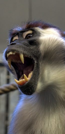 [2436x1125]动物园 猿 尖牙 张嘴 苹果手机壁纸图片