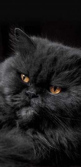 [2436x1125]动物猫可爱猫毛茸茸的宠物 苹果手机壁纸图片