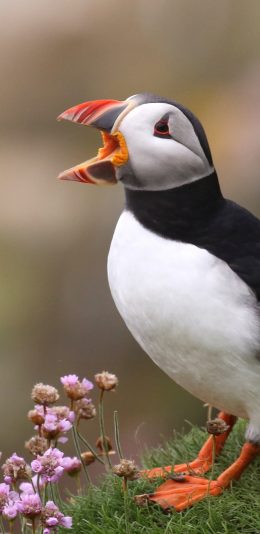 [2436x1125]北极海鸥 站立 飞禽 苹果手机壁纸图片