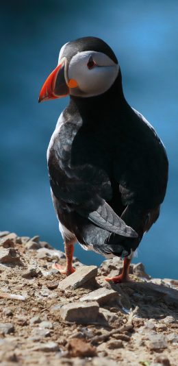 [2436x1125]北极海鸥 鸟类 站立 石子 苹果手机壁纸图片