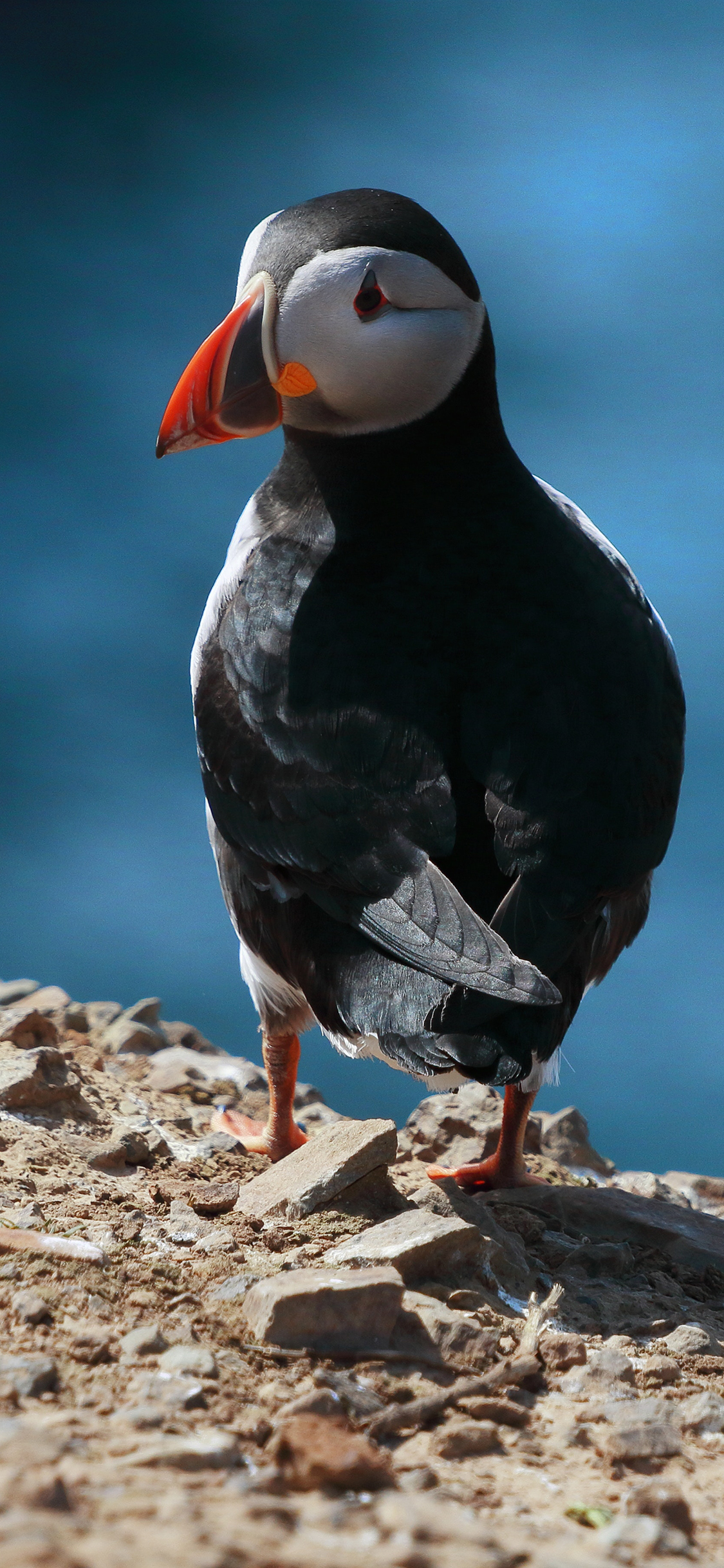 [2436×1125]北极海鸥 鸟类 站立 石子 苹果手机壁纸图片