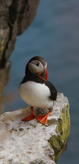 [2436x1125]北极海鹦 岩石 鸟类 海雀 苹果手机壁纸图片