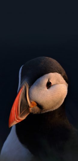 [2436x1125]北极海鹦 海雀 鸟类 特写 苹果手机壁纸图片