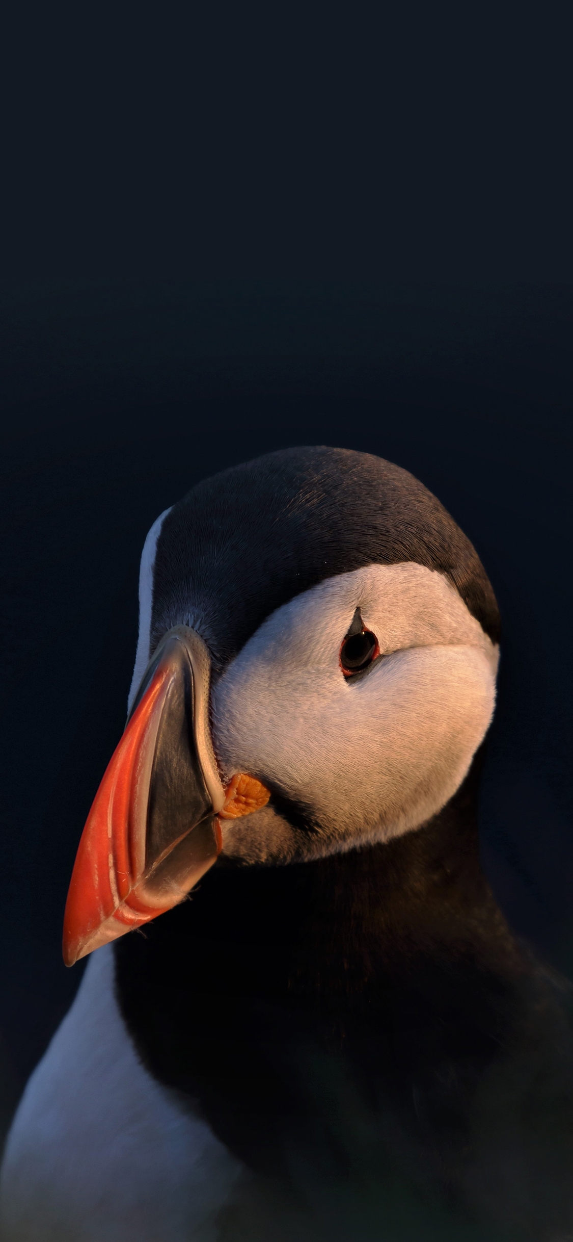 [2436×1125]北极海鹦 海雀 鸟类 特写 苹果手机壁纸图片