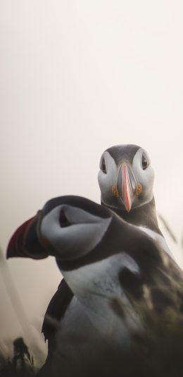 [2436x1125]北极海鹦 海鸟 胖乎乎 苹果手机壁纸图片