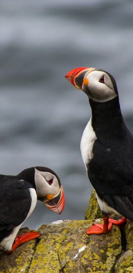 [2436x1125]北极海鹦 海鸟 鸟类 岩石 苹果手机壁纸图片