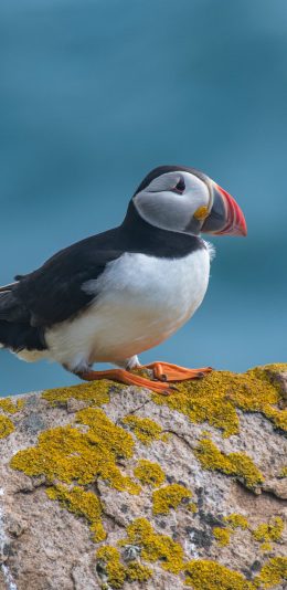 [2436x1125]北极海鹦 飞鸟 站立 海雀 苹果手机壁纸图片