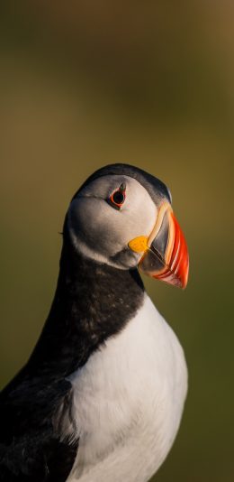 [2436x1125]北极海鹦 飞鸟 鸟类 苹果手机壁纸图片
