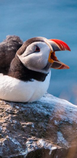 [2436x1125]北极海鹦 鸟类  海雀 岩石 苹果手机壁纸图片