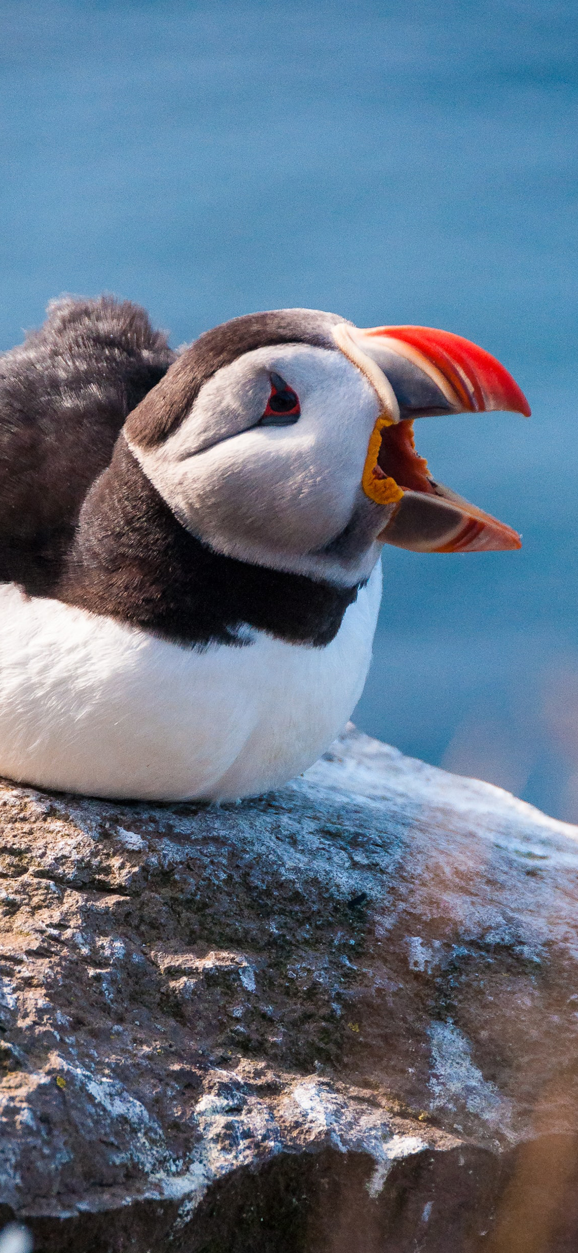 [2436×1125]北极海鹦 鸟类  海雀 岩石 苹果手机壁纸图片