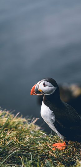 [2436x1125]北极海鹦 鸟类 站立 苹果手机壁纸图片