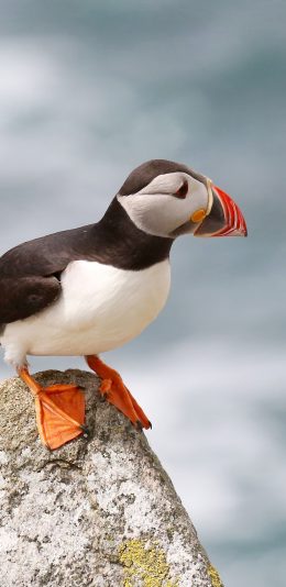 [2436x1125]北极海鹦 鸟类 站立 石头 苹果手机壁纸图片