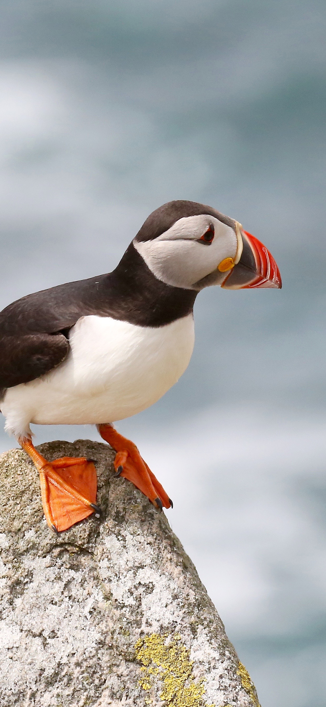 [2436×1125]北极海鹦 鸟类 站立 石头 苹果手机壁纸图片
