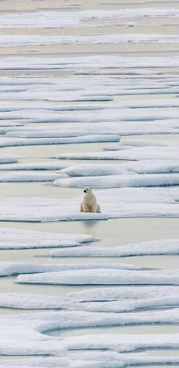 [2436x1125]北极熊 冰川 海水 白色 苹果手机壁纸图片
